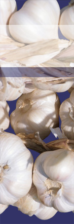 knoflook